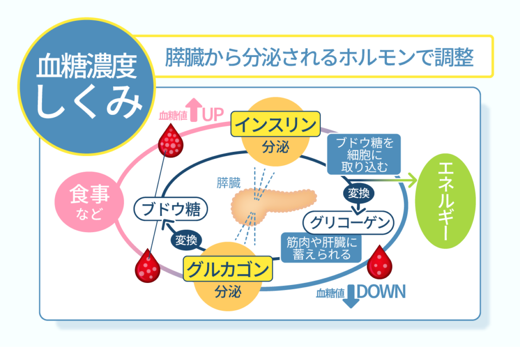 血糖濃度しくみ