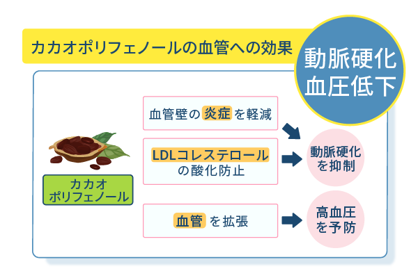 カカオポリフェノールの血管への効果
