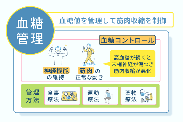 血糖値を管理して筋肉収縮を制御