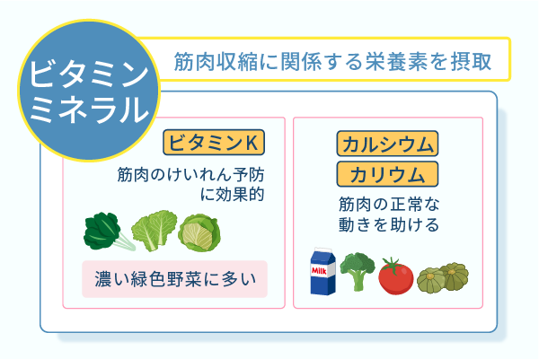 筋肉収縮に関係する栄養素を摂取