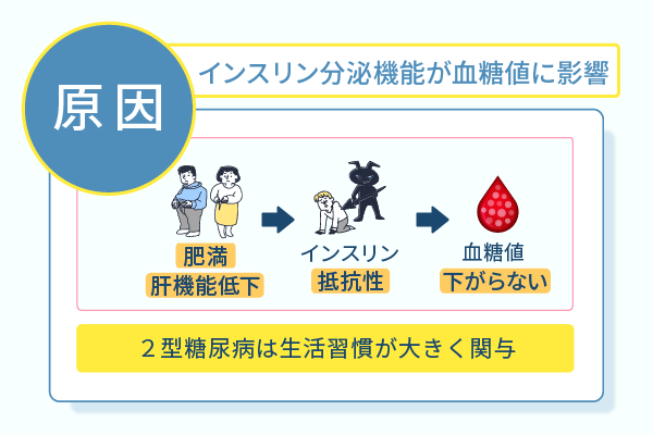インスリン分泌機能が血糖値に影響