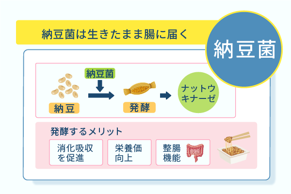 納豆菌は生きたまま腸に届く