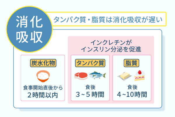 タンパク質・脂質は消化吸収が遅い