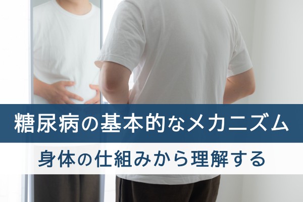糖尿病の基本的なメカニズム。身体の仕組みから理解する
