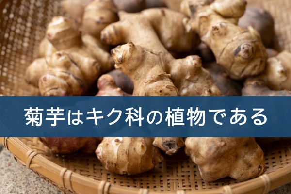 菊芋はキク科の植物である