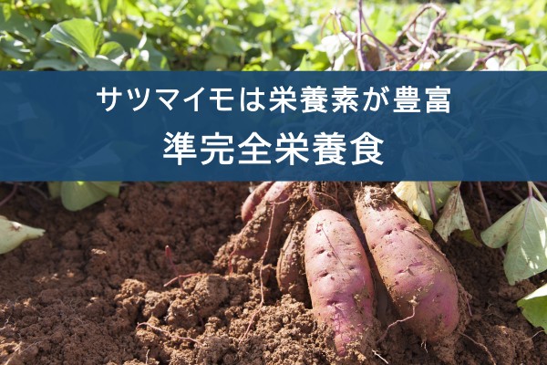 サツマイモは栄養素が豊富。準完全栄養食