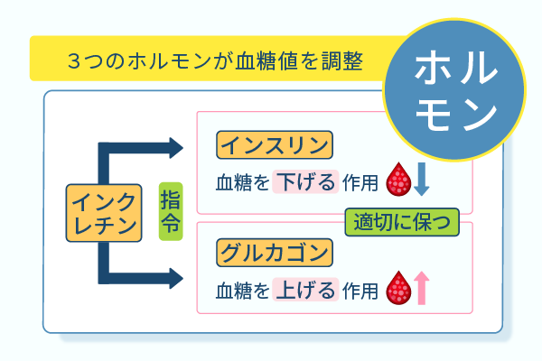 3つのホルモンが血糖値を調整