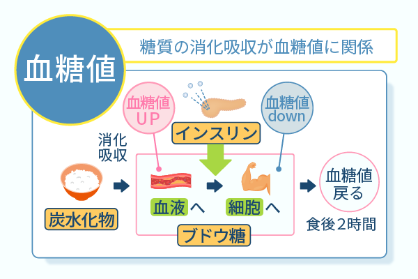 糖質の消化吸収が血糖値に関係