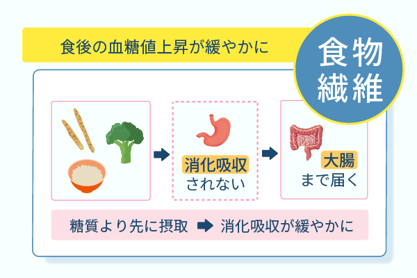 食物繊維は食後の血糖値上昇が緩やかに