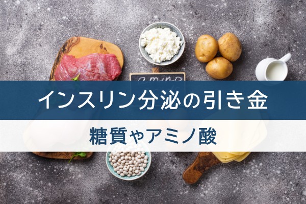 インスリン分泌の引き金。糖質やアミノ酸