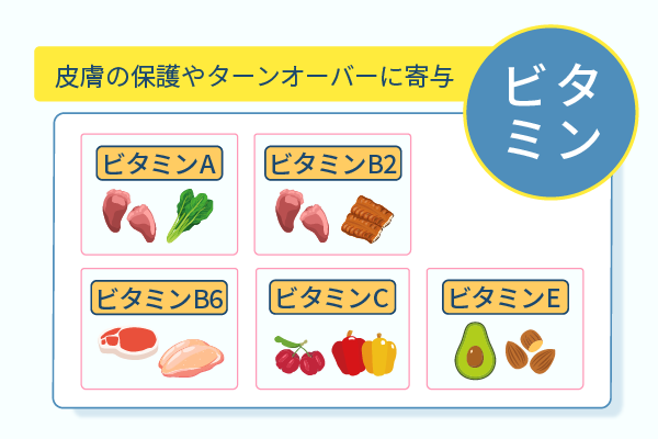 皮膚の保護やターンオーバーに寄与