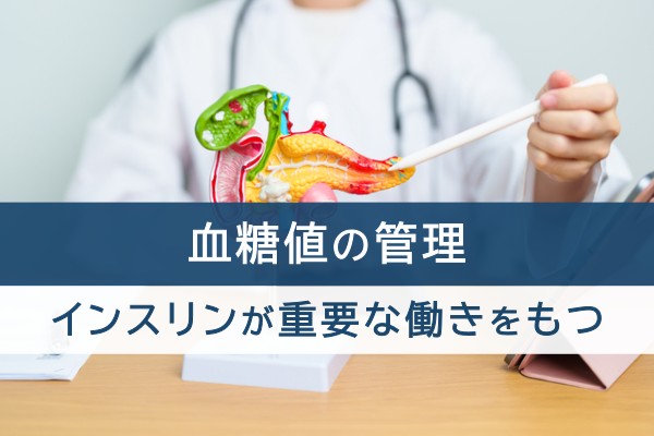血糖値の管理。インスリンが重要な働きをもつ