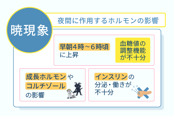 夜間に作用するホルモンの影響