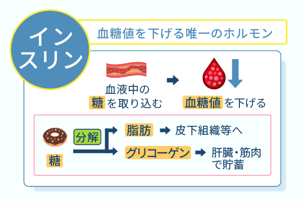 血糖値を下げる唯一のホルモン