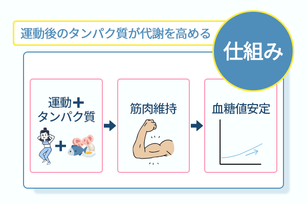 運動後のタンパク質が代謝を高める