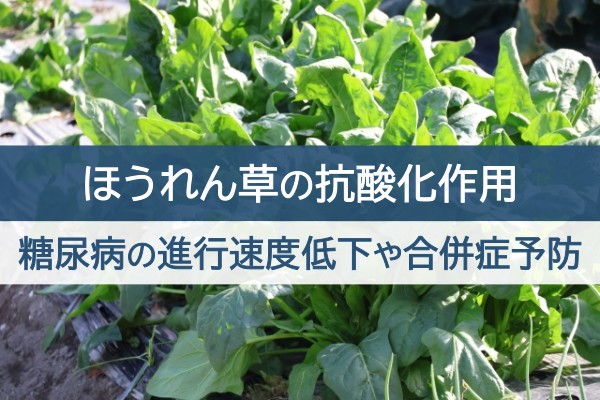 ほうれん草の抗酸化作用。糖尿病の進行速度低下や合併症予防