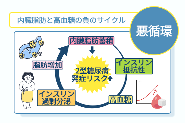 内臓脂肪と高血糖の負のサイクル
