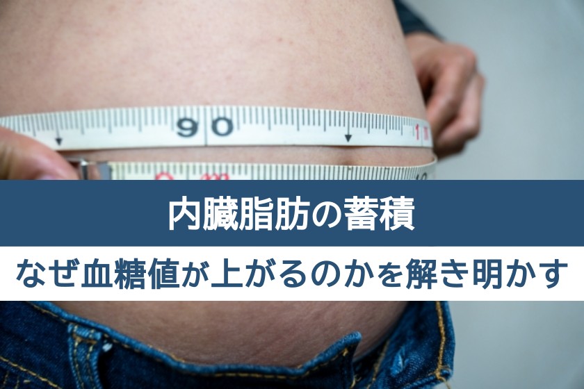 内臓脂肪の蓄積。なぜ血糖値が上がるのかを解き明かす