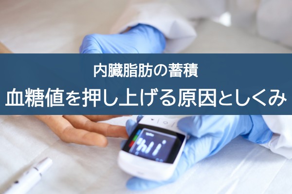 内臓脂肪の蓄積。血糖値を押し上げる原因としくみ