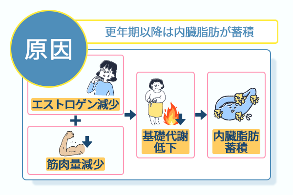 更年期以降は内臓脂肪が蓄積